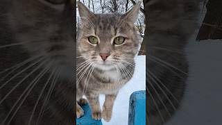 А ты мне поставил лайки ❤️❤️❤️ #котик #кот #лайк #топ