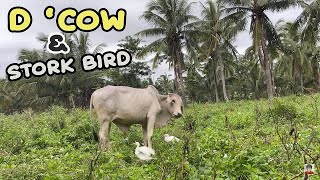 LIVE!!! AMAZING COW and WILD STORK BIRD AT THE FARM