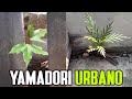Yamadori urbano  cogiendo plantones para bonsai de la calle
