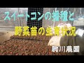 スイートコンの播種と野菜苗の様子　邑南町　駒川農園　22.3.6