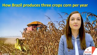 How Brazil produces three crops corn per year