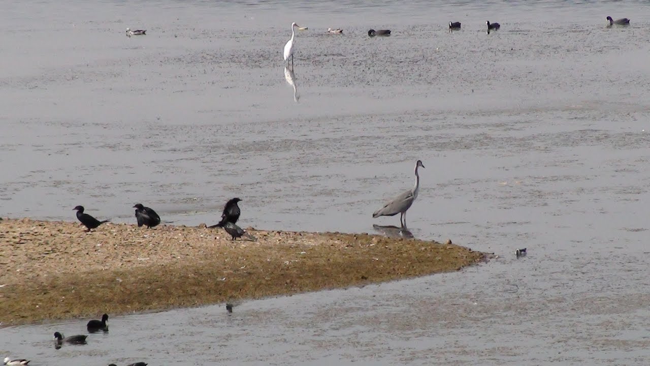 Kundwada lake is drying up - YouTube