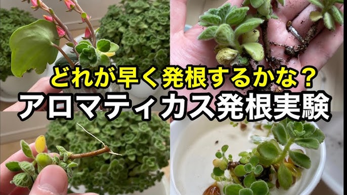 ゼッタイ失敗なし 簡単に増える多肉植物 セダム６種類を紹介 乙女心の仕立て直しをします Youtube