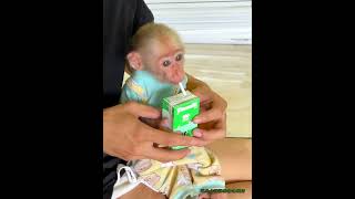 The obedient little monkey took a box of milk and drank it