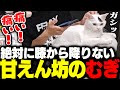 SHAKAの膝の上から意地でも降りようとしないむぎ
