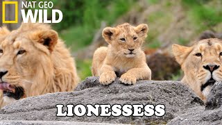 Lion Documentary - New Generation, Will They Survive? - Wild Life 2020 Full HD 1080p screenshot 4