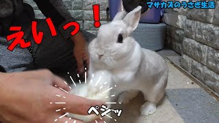 うさぎのストレス解消!!ヘチマかじって、ひっかいて、ぶん回す!!