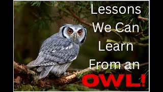 🦉 What Can We Learn from an Owl? Ancient Wisdom for Modern Life 🌙 #OwlWisdom #LifeLessons #Wisdom