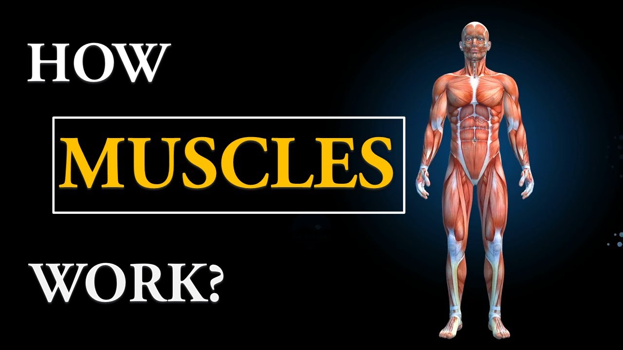 Human Muscular System 3d Animation Musculoskeletal System 3d Human Organ Systems Part 5 Youtube Human Muscular System 3d Animation Musculoskeletal System 3d Human Organ Systems Part 5 Youtube