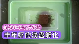 豐年蝦淺盤孵化泰國鬥魚孔雀魚開口食自制豐年蝦孵化器0成本 ... 