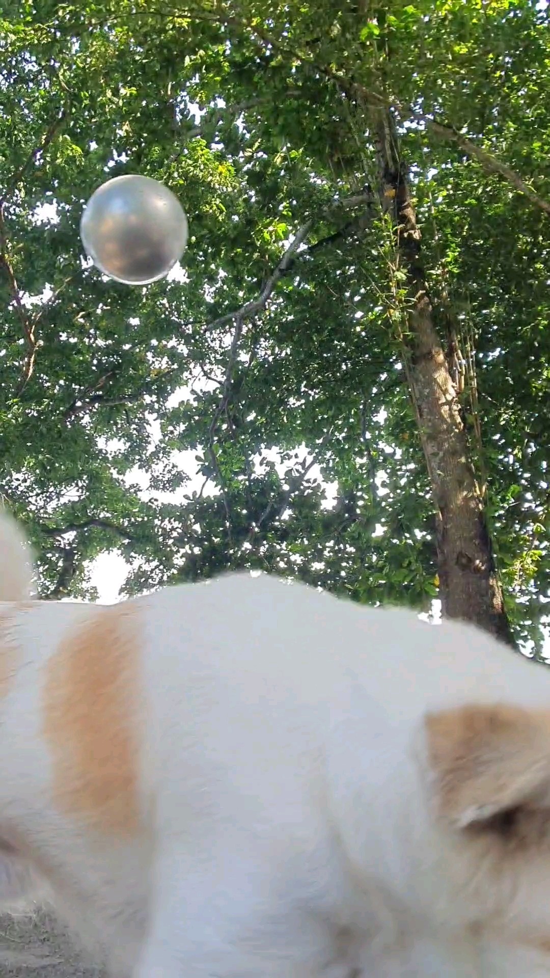 Just Come For A Moment #magic #funny #entertainment
