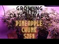 Growing with catcannabis pineapple chunk  s2e9  week 1 of flower