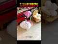 ケーキに猫の足跡が残り、飼い主はその場で犯人を捕まえる！