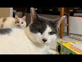 ねずみvsねこ