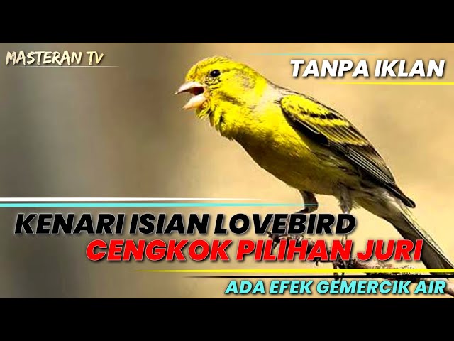 Kenari Gacor isian LOVEBIRD ngekek panjang! class=