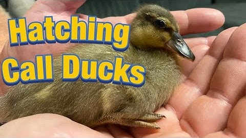 Hatching Call Ducks & Bantam D