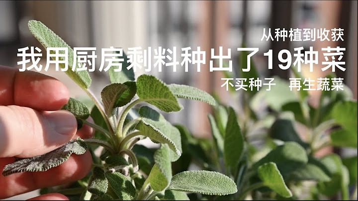 我用廚房剩料種出了19種菜｜從種植到收穫｜不買種子｜再生蔬菜 - 天天要聞