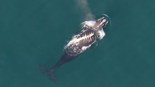 The Right Stuff: Regulations for Right Whales