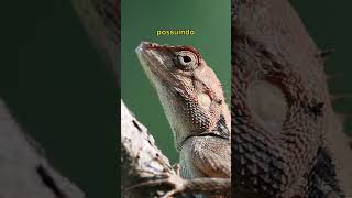 Curiosidades Aleatórias