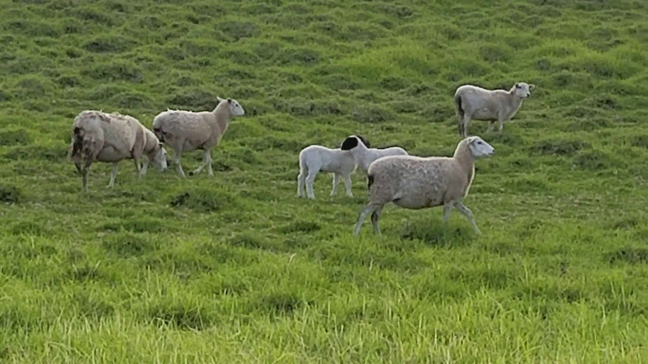 rumble video upload Baby Sheep Trying To Get Up