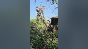 Cưa gốc cây gừa @cuacaydongthap