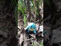 Squitle's out here chillin #pokemon #shorts