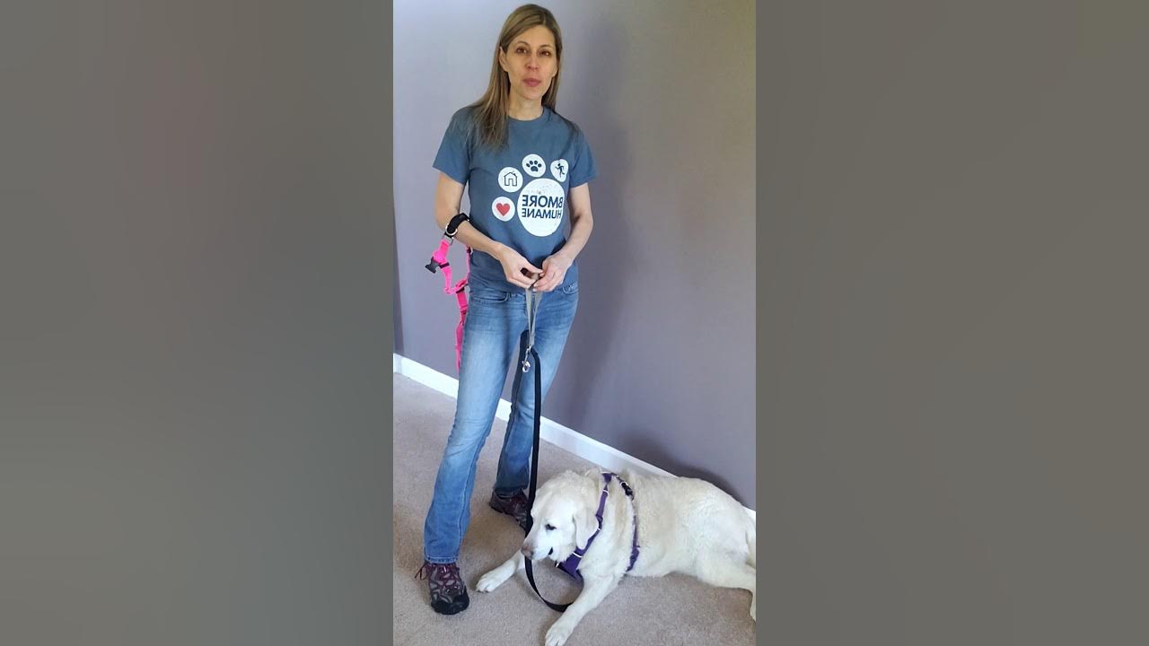 Use a frontclip harness YouTube