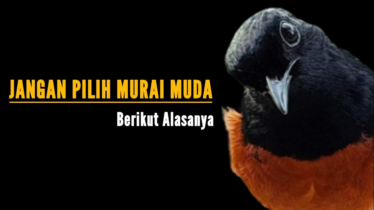 Saya Suka Murai Tua || Bengkel Murai Batu