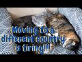 Things to know about moving Pets to a new country and my experience moving my kitties