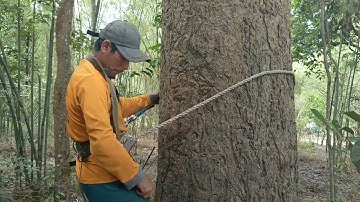 Cưa cây dầu siêu khủng , Siêu to . Máy Cưa G4200. Cưa cây kỹ thuật cao