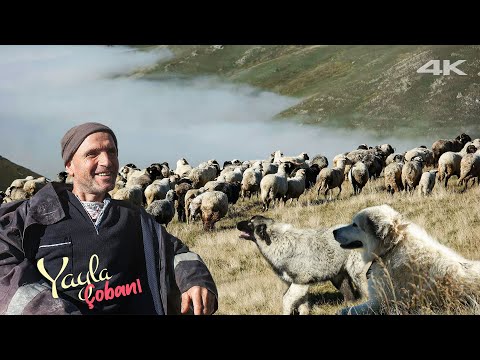 Çoban Ömer'in Koyun ve Keçi Sürüsü | Belgesel ▫️4K▫️