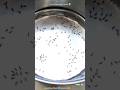 ant&#39;s drinking sugarcane juice Chitiyo ka secret katori ma gane ka juice ras pina  ‎⁨@LoveLifeT⁩ 🔔 2