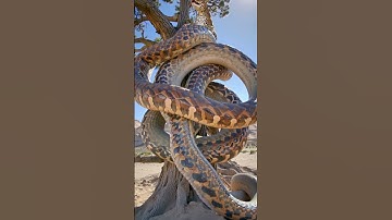 Giant Python vs Leopard in Desert Showdown 🐍🆚🐆 | Wild Animal Attack Caught on Camera!