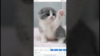 #cat