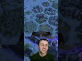 Планета круглая для волков в Armello Armag Play Армаг | #armag_play с помощью #Twitch