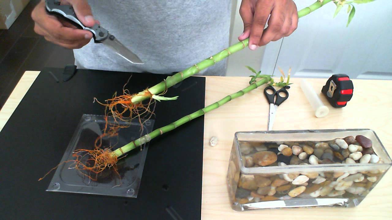 How to tell if your Lucky Bamboo is healthy (w/ WebPromo