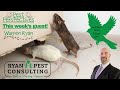 Designing Commercial Pest Programs that Work — Warren Ryan on Pest Perspectives EP 56