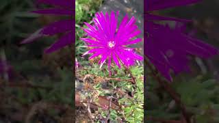 Beautiful Spring In My Garden