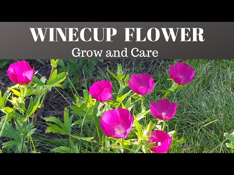 Video: Nierembergia Cupflower Información - Consejos para cultivar plantas de Nierembergia