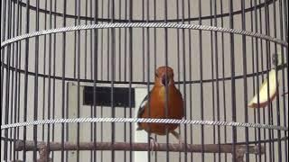 Download lagu Anis Merah Jantan Gacor Ngeplong Ngotot Variasi Suara Banyak