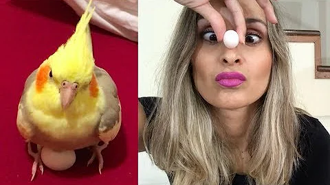 O que fazer quando a calopsita coloca ovo sozinha?