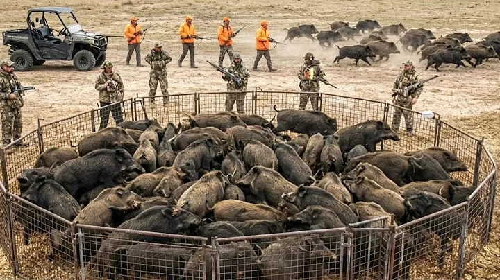 6.7M #Wildboars Are Destroying America, How We Fight Back #2