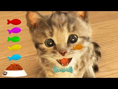 play-fun-pet-care-kids-game--little-kitten-my-favorite-cat---fun-cute-kitten-for-children-&-toddlers