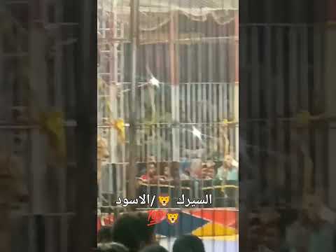 السيرك الروسي الهولندي فقره الأسود