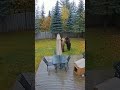 Crazy Bear Fight on My Security Cameras! #funny
