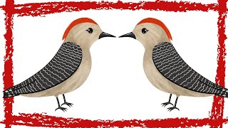 10 Minutes Red Bellied Woodpecker Call/Sounds