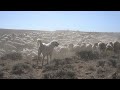 Working Dogs - Our Wyoming