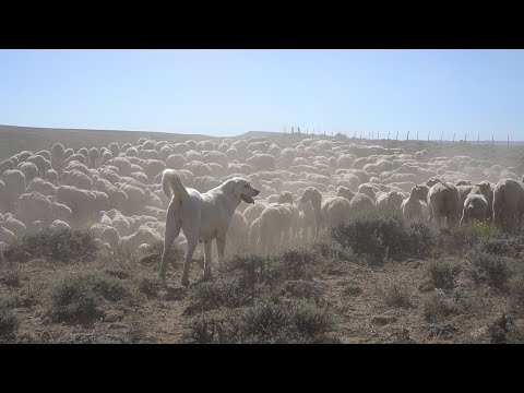 Video: Pot câinii să traverseze paznicii de vite?