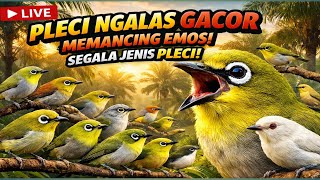 🔥 PLECI NGALAS GACOR‼️ SUARA NEMBAK KASAR BIKIN EMOSI SEMUA PLECI 🔥 LIVE NONSTOP