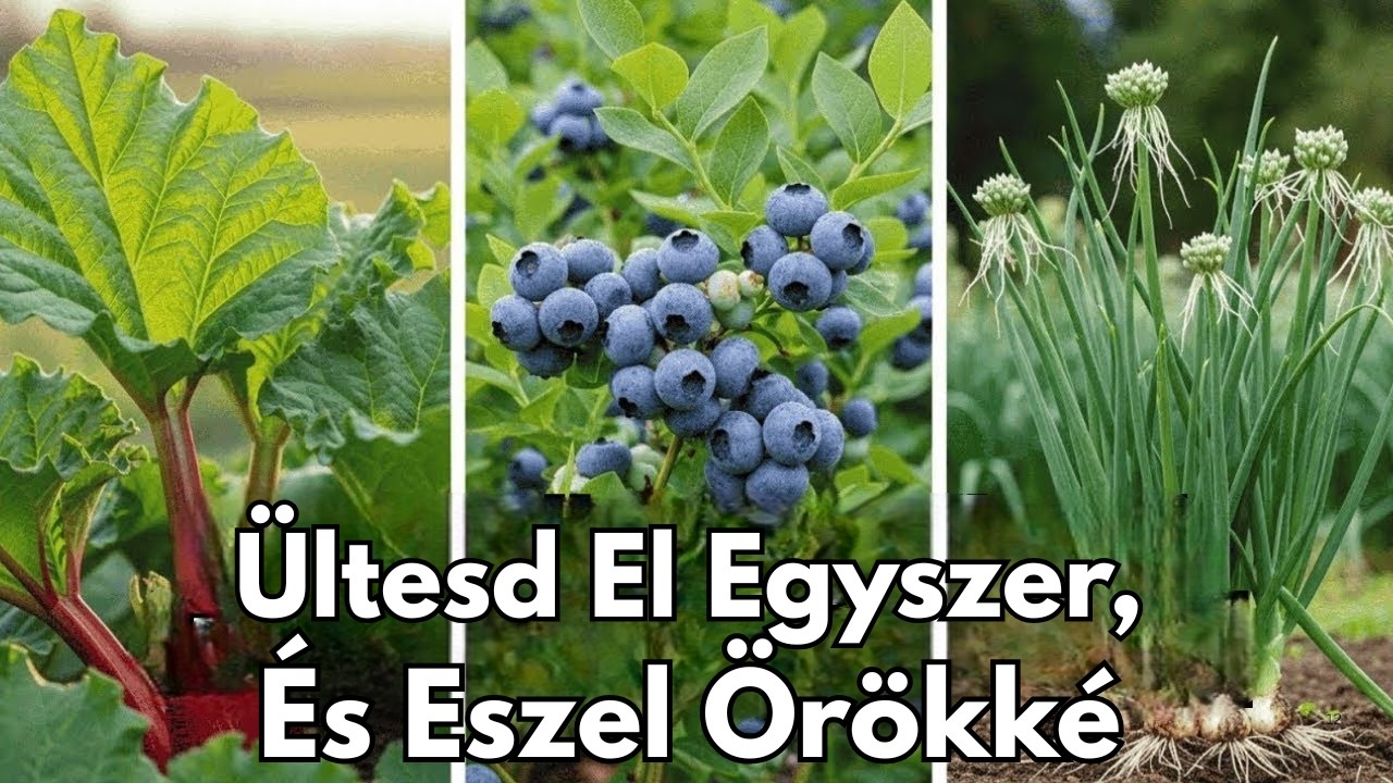 Ültesd El Ezt A 9 Évelő Növényt Csak Egyszer… És Arass Örökké!